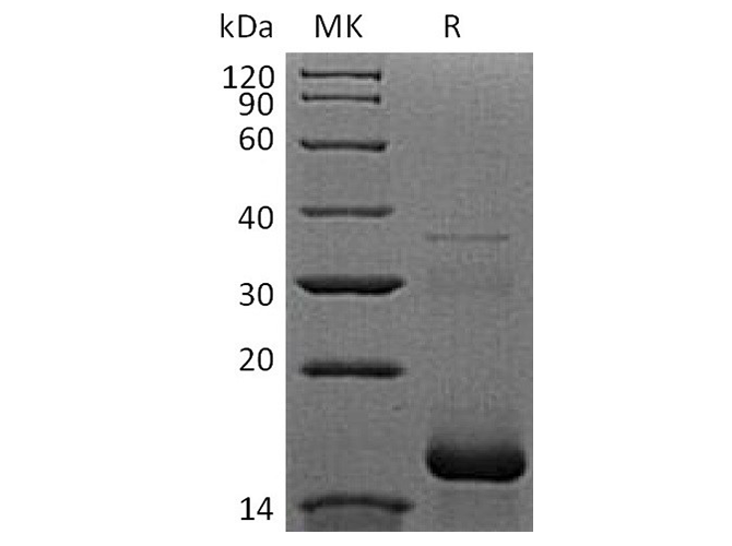 Валидация Elabscience PKSH033763(4037)