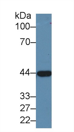 9956
