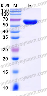 EHJ53503, SDS-PAGE