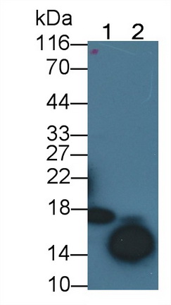23589
