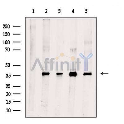 Валидация Affinity DF8895 - 21007