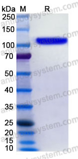 EHC16002, SDS-PAGE