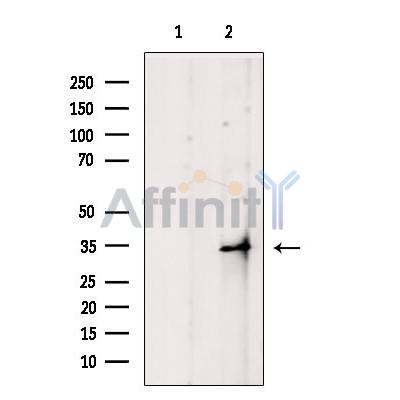 Валидация Affinity DF5019 - 16895