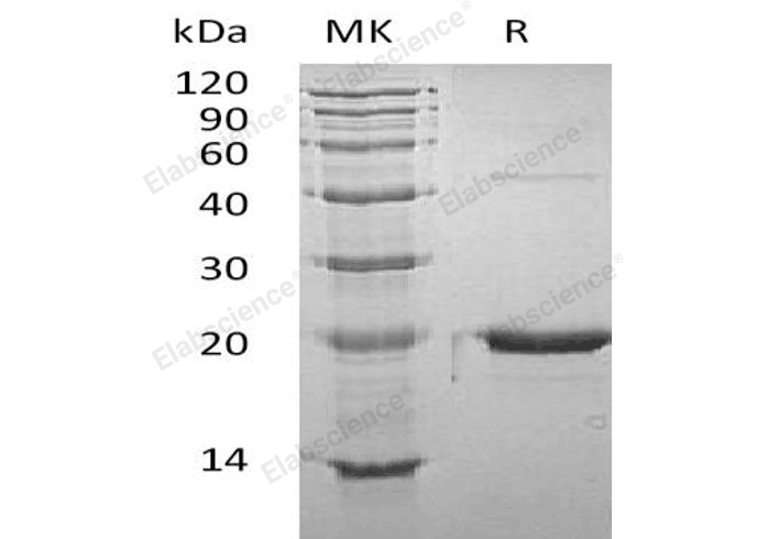 Валидация Elabscience PKSM041038(4967)