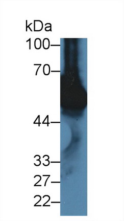 9924