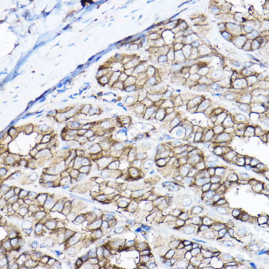 A8422, иммуногистохимия, парафиновые срезы желудка крысы (15043)