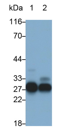 7582