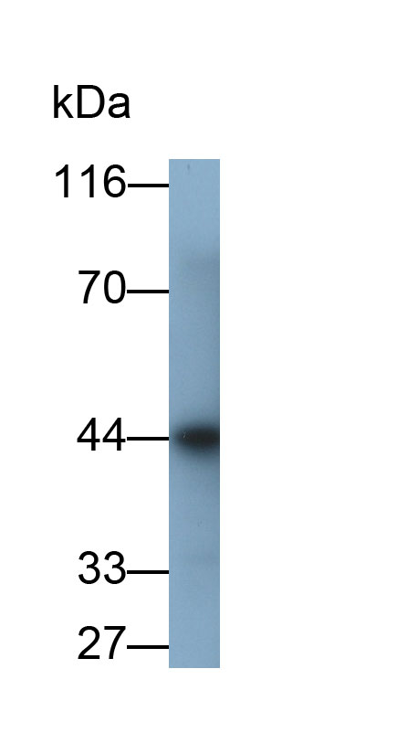 32654
