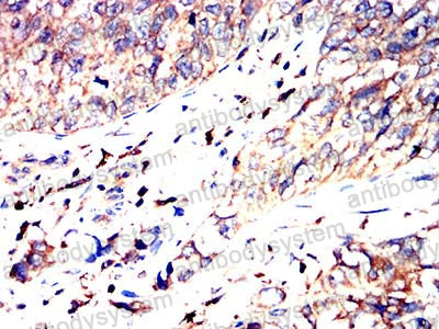 Валидация AntibodySystem RHN05103 (3782)