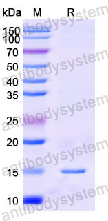 Валидация SDS-PAGE - AntibodySystem RHC98301