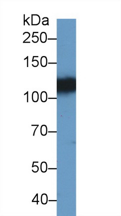 10033