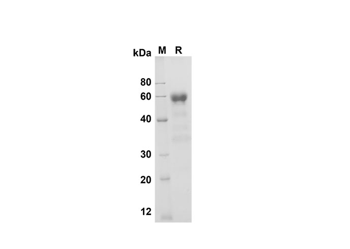 Валидация Elabscience PDMM100150(1110)