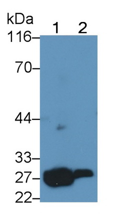 13062