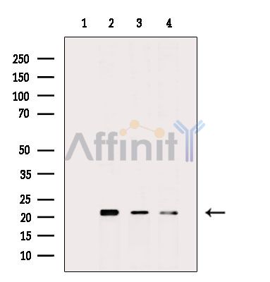 Валидация Affinity DF14838 - 10963