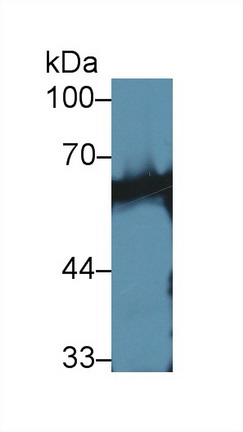 9952