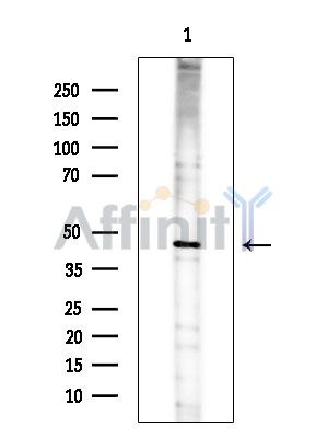 Валидация Affinity DF14493 - 10477