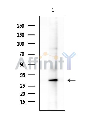 Валидация Affinity DF9553 - 22214
