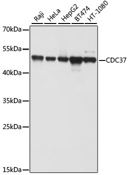 Валидация Elabscience E-AB-62376