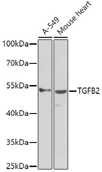 Валидация Elabscience E-AB-62240