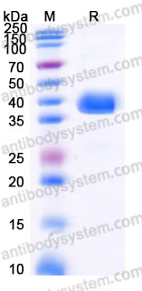 AHF39901, SDS-PAGE