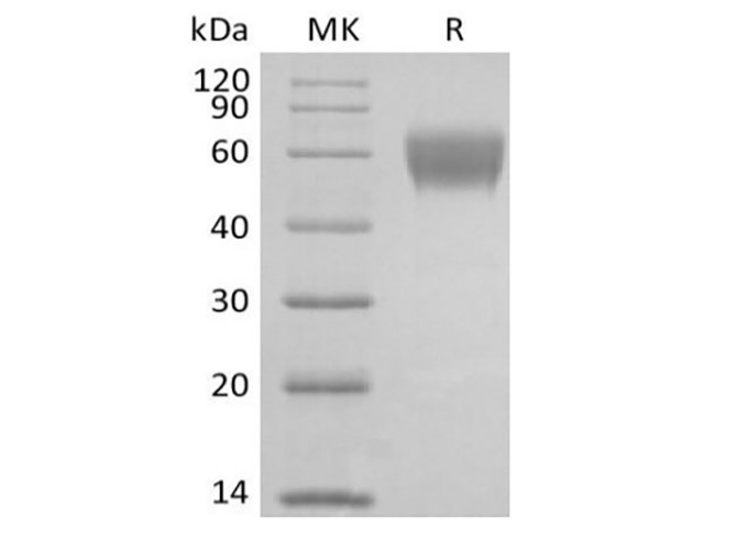 Валидация Elabscience PKSQ050111(5480)