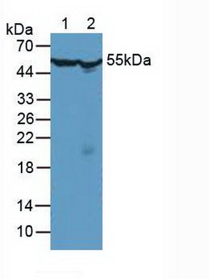 4225