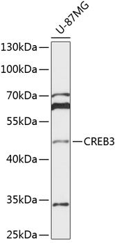 Валидация Elabscience E-AB-66105