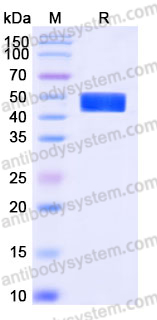 AHK06401, SDS-PAGE