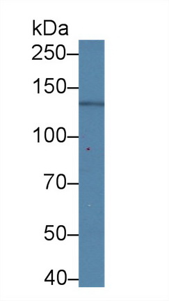 10678