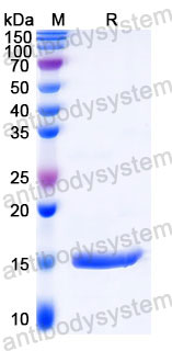 Валидация SDS-PAGE - AntibodySystem RZZ01825
