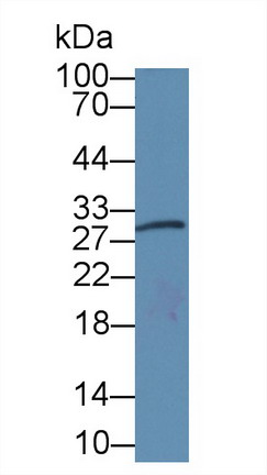 10536