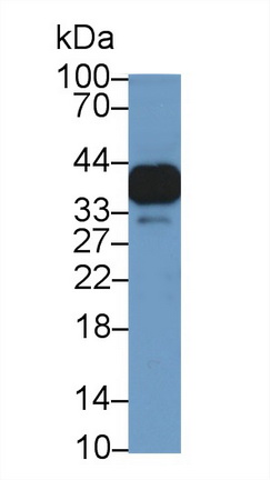 13252