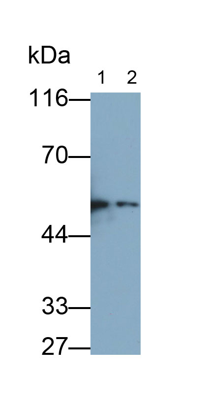 4647