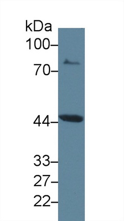 10253