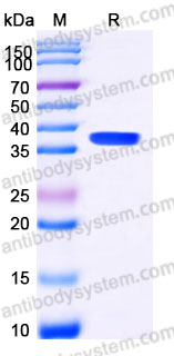 AHC79001, SDS-PAGE