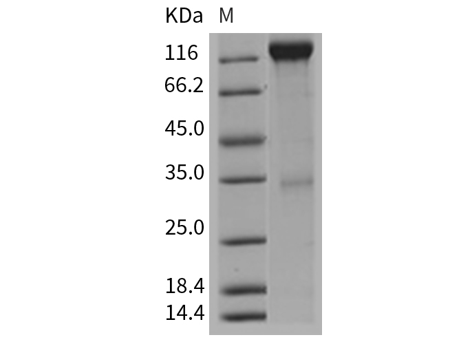 Валидация Elabscience PKSM040398(4398)