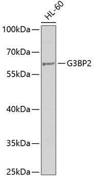Валидация Elabscience E-AB-67719