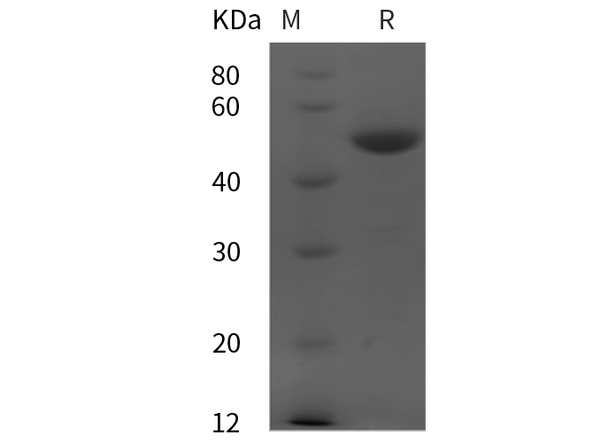 Валидация Elabscience PDMH100387(988)