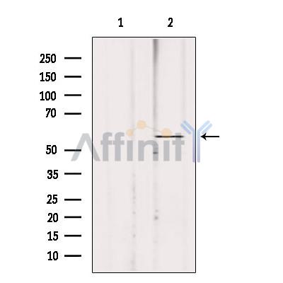 Валидация Affinity DF9152 - 21503