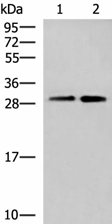 Валидация Elabscience E-AB-52547