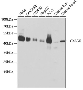 Валидация Elabscience E-AB-60461