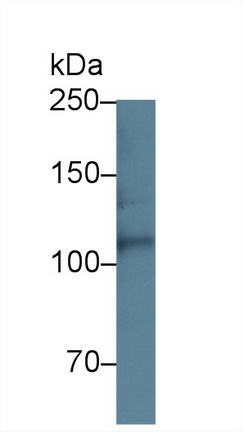 12738