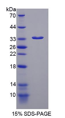 54021