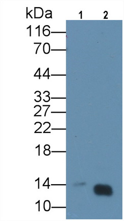 10705