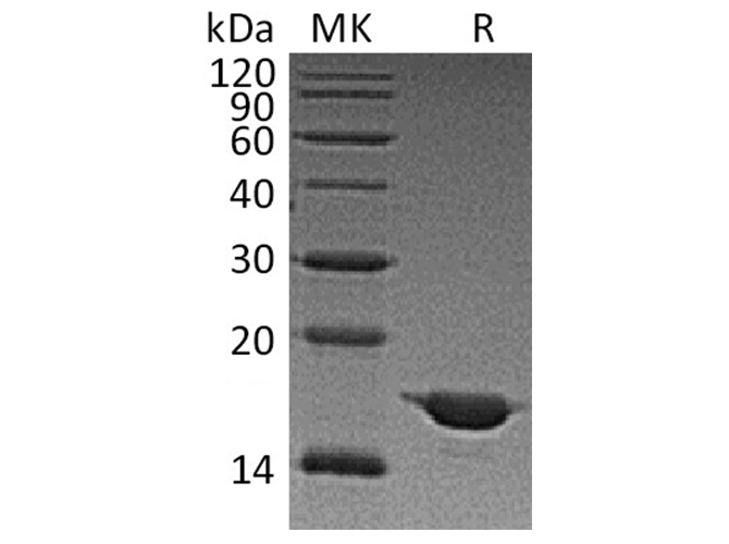 Валидация Elabscience PKSH033771(4044)