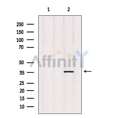 Валидация Affinity DF4639 - 16283