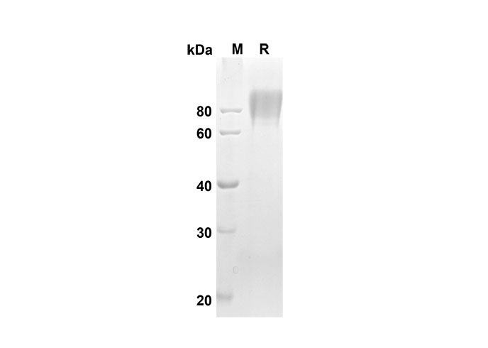 Валидация Elabscience PDMH100249(872)