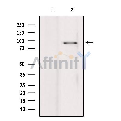 Валидация Affinity DF7171 - 18823
