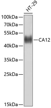 Валидация Elabscience E-AB-65742