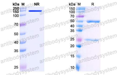 Валидация SDS-PAGE - AntibodySystem FMB96840